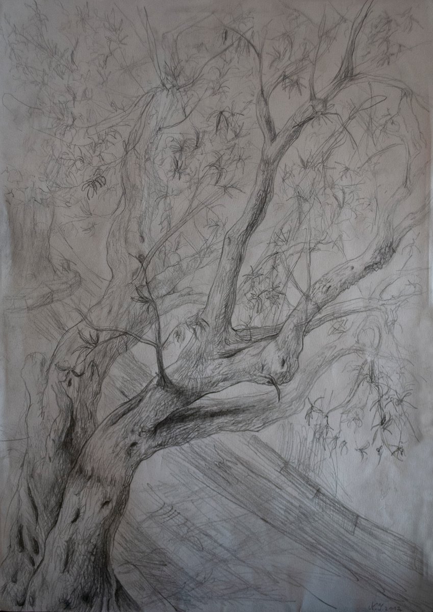 Illustrative Pencil Drawing , Olives V By Nikola Ivanovic, 11 X 16, Artwork For Sale On Artfinder