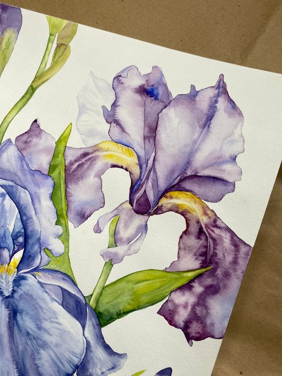 Iris Flowers