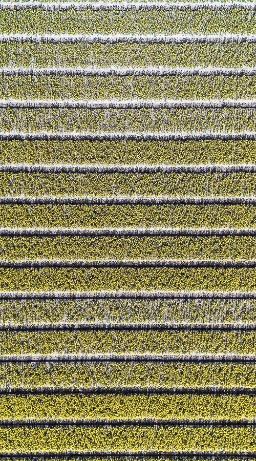 YELLOW FIELD by Fabio Accorrà