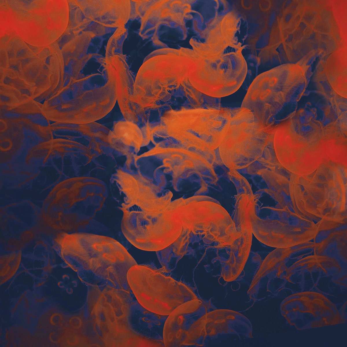 Impressionistic Landscape Photograph By Nadia Attura, 20 X 20", Monterey Nights, Original Artwork