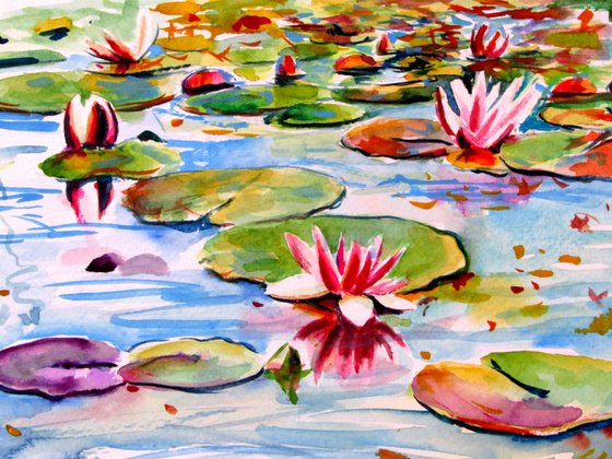 Water lily