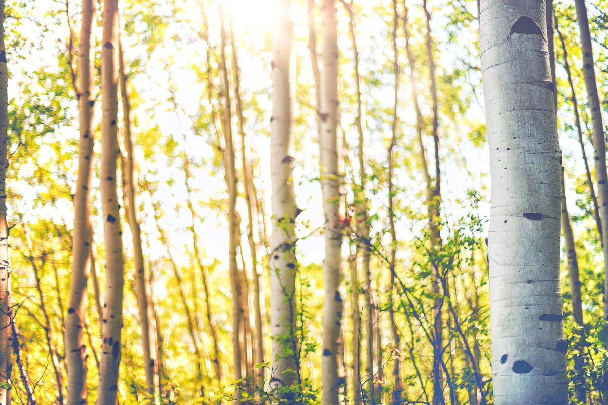 Aspens in Summer by Emily Kent