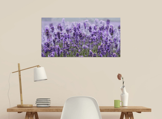 Lavender field Panorama