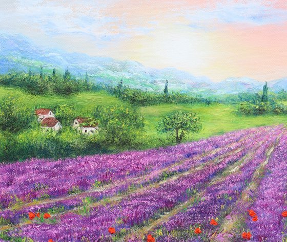 Purple lavender field