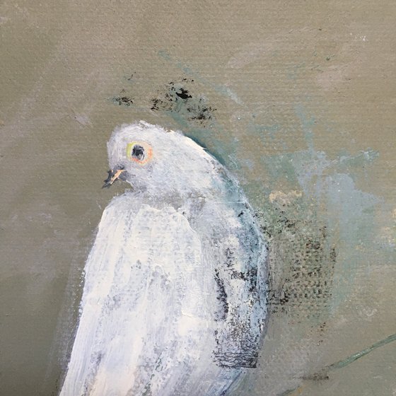 White, White Dove