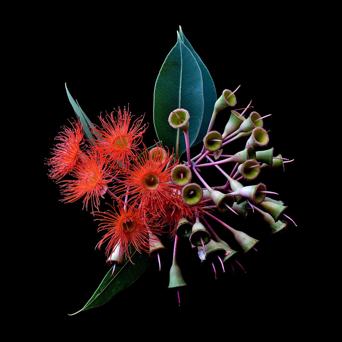 Photograph , Orange Blossoms By Nadia Culph, 31 X 31, Artwork For Sale On Artfinder
