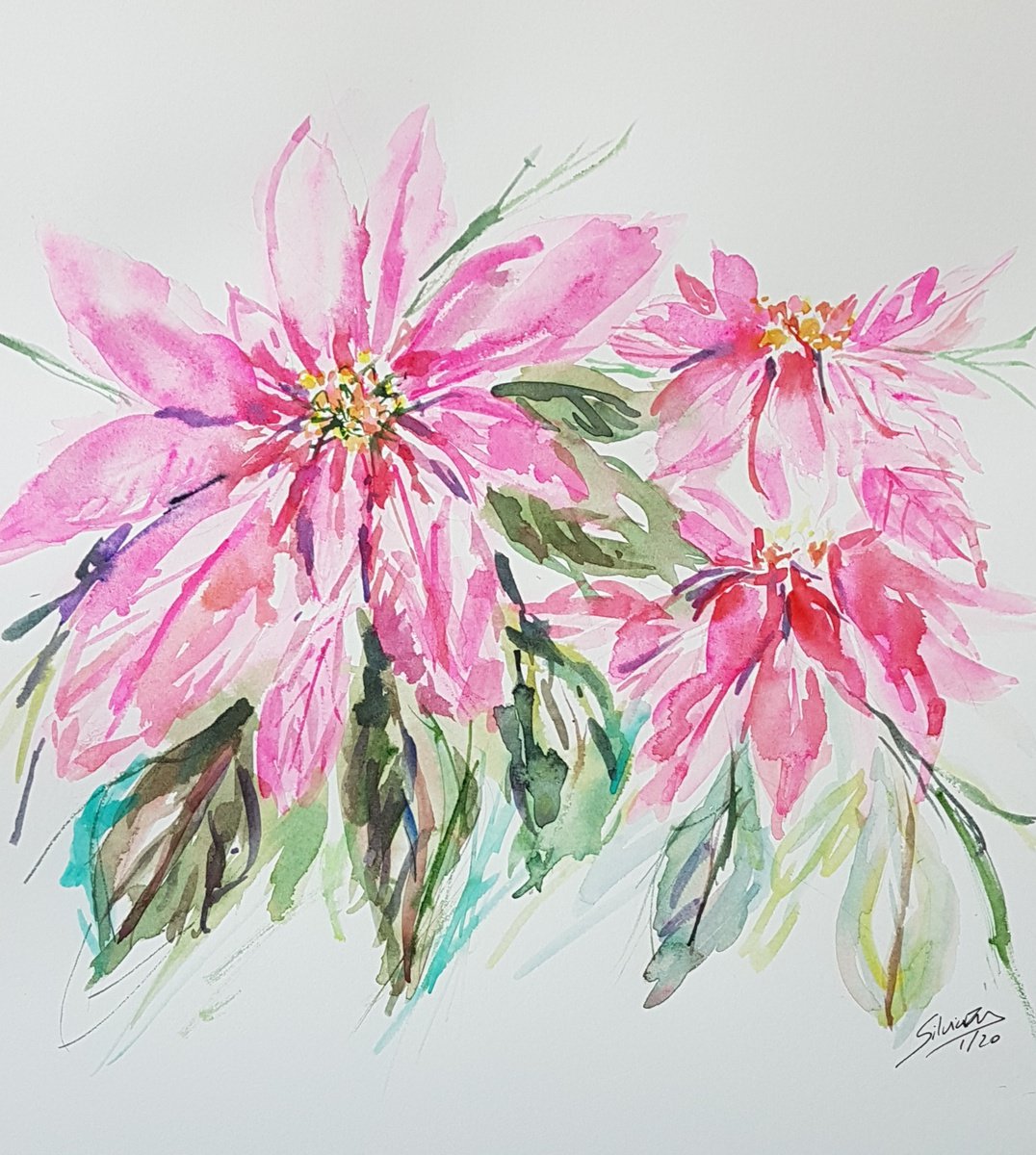 Pink poinsettia by Silvia Flores Vitiello