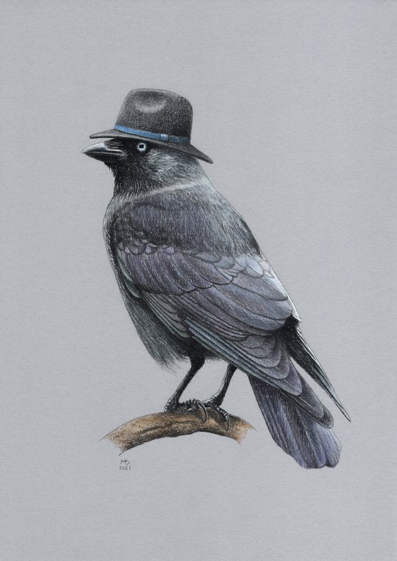 Original pastel drawing bird "Jackdaw"