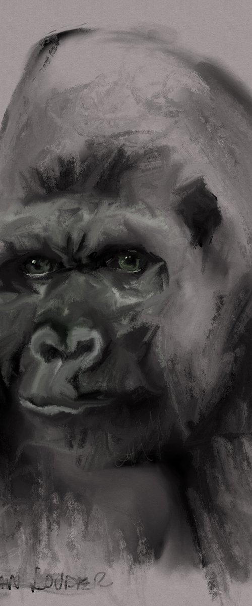 Gorilla by Ryan  Louder