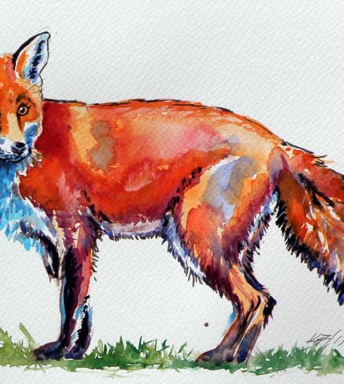 Red fox by Kovács Anna Brigitta