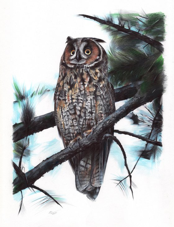 Long-eared Owl