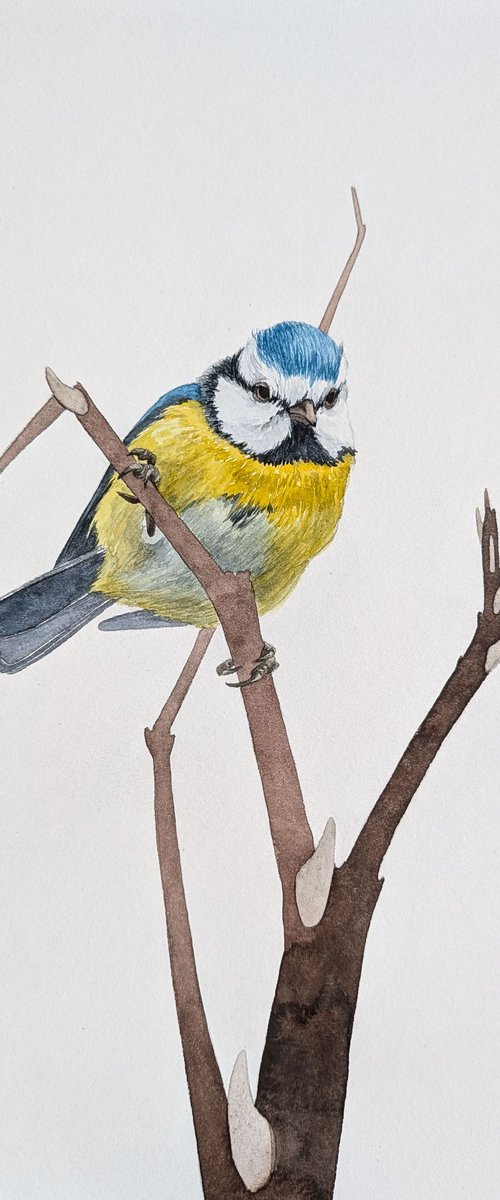 Tired Blue Tit by Karina Danylchuk