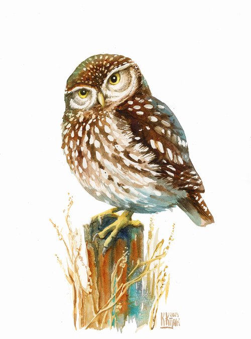 Little owl by Karolina Kijak