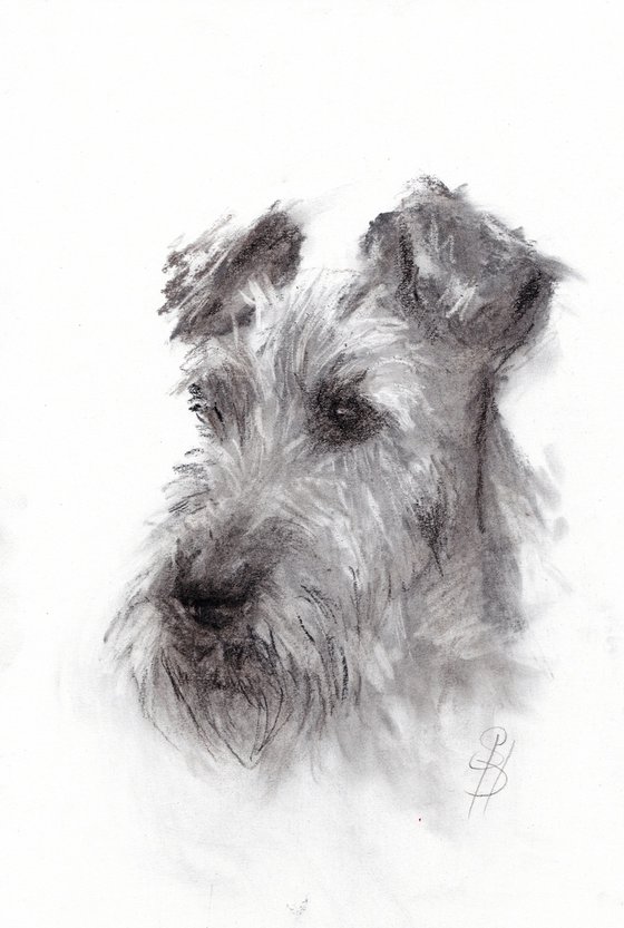 Irish Terrier