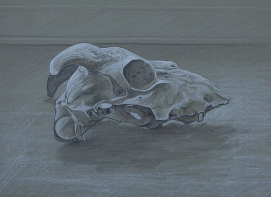 Sheep's skull