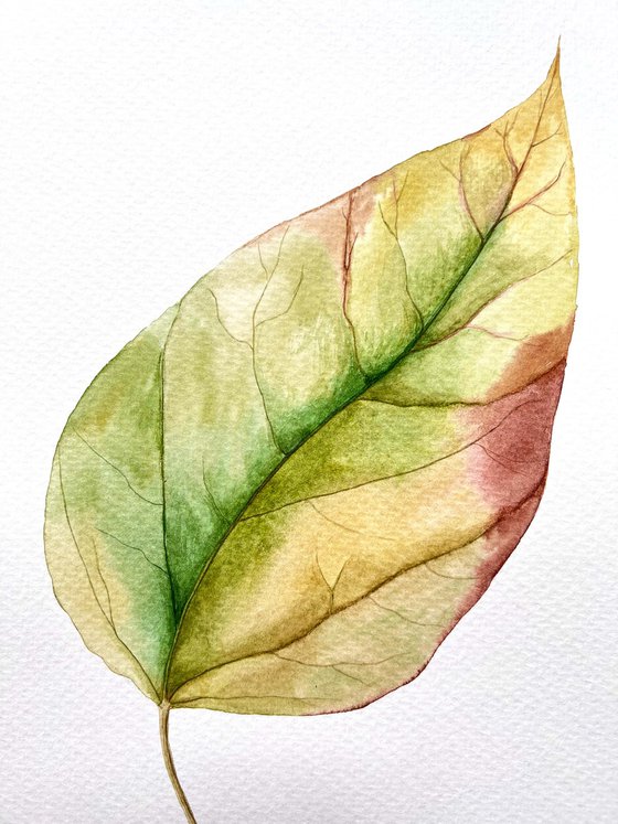 Autumn leaf Sketch #7