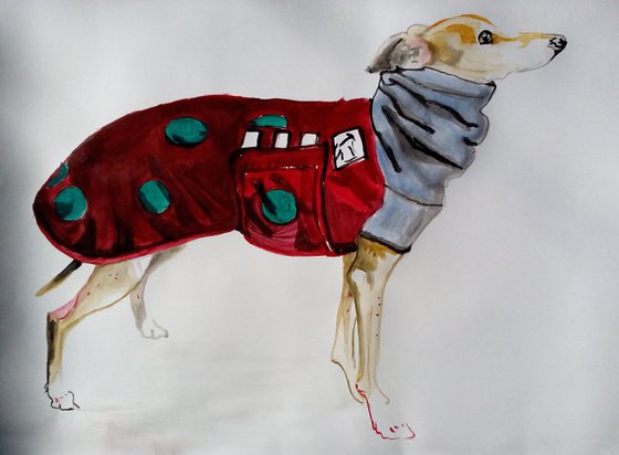 Whippet