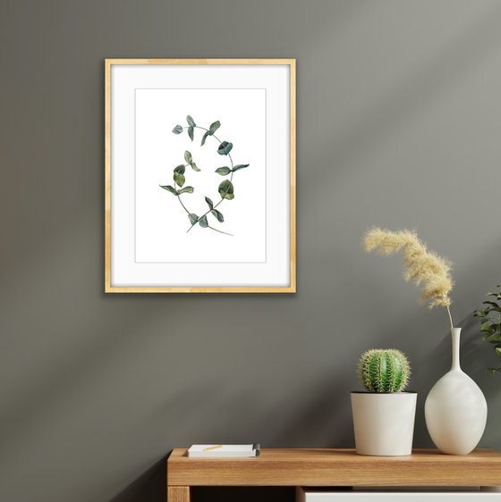 Two eucalyptus branches. Original watercolor artwork.