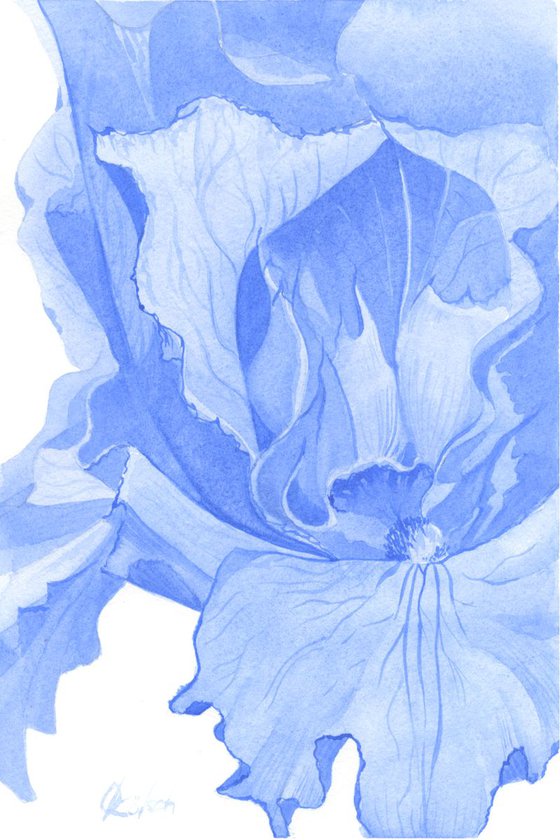 Blue Iris