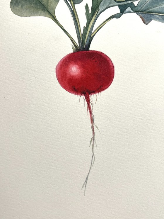 Radish. Original watercolour artwork.