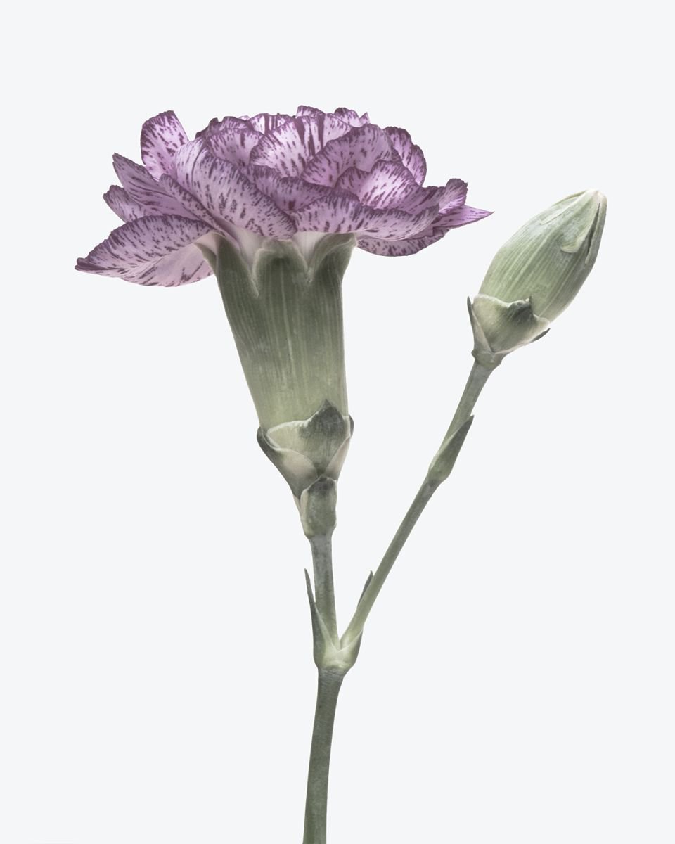 Dianthus caryophyllus by Fenris Oswin