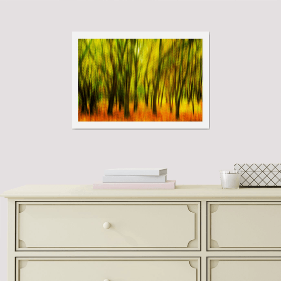 Nature Vibrations - In The Forest. Limited Edition 1/50 15x10 inch Photographic Print