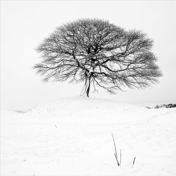 Zen Tree Grindon - Peak District National Park