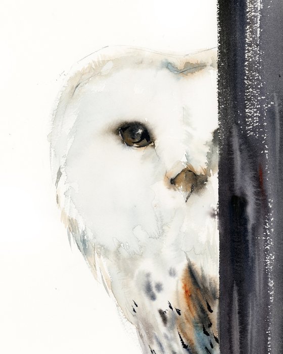 The Look - White Barn Owl