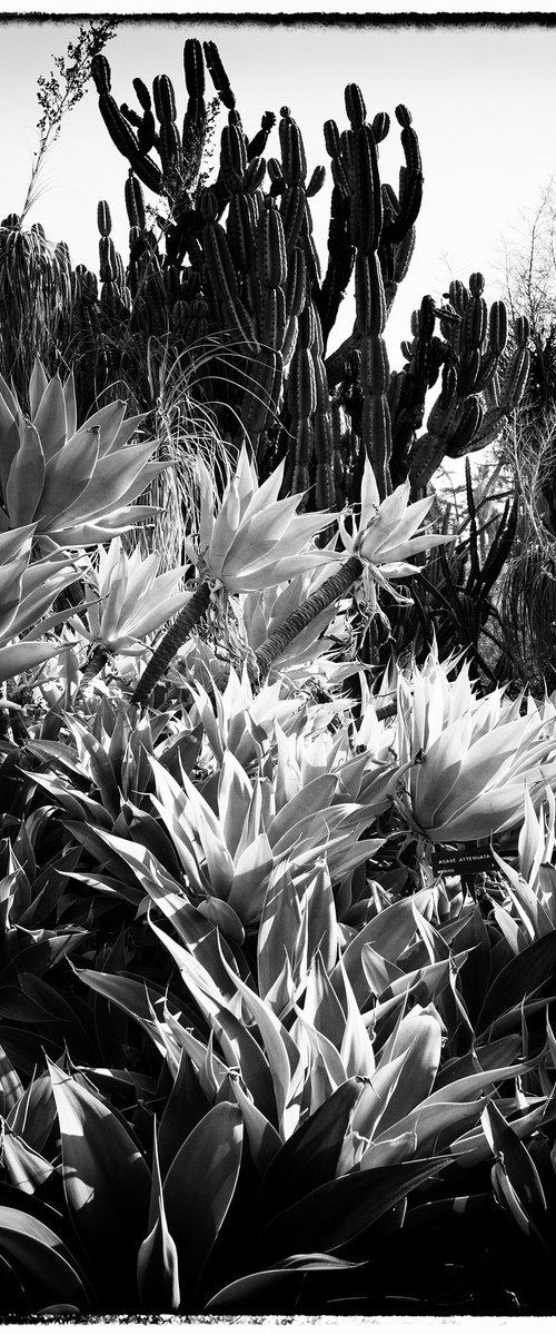 Succulents, LA by Heike Bohnstengel