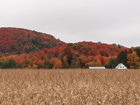 Harvest Season