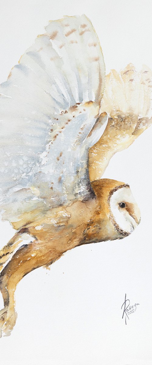 Barn Owl by Andrzej Rabiega
