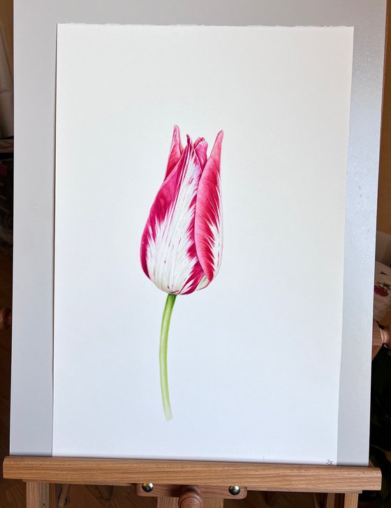 Elegant pink tulip