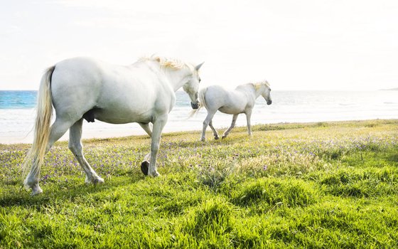 BEACH HORSES 4