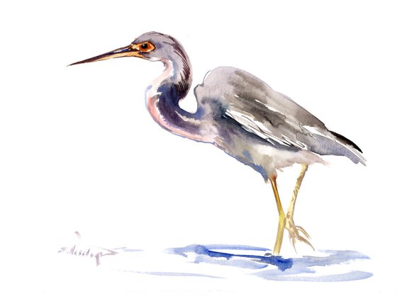 Tricolored Heron