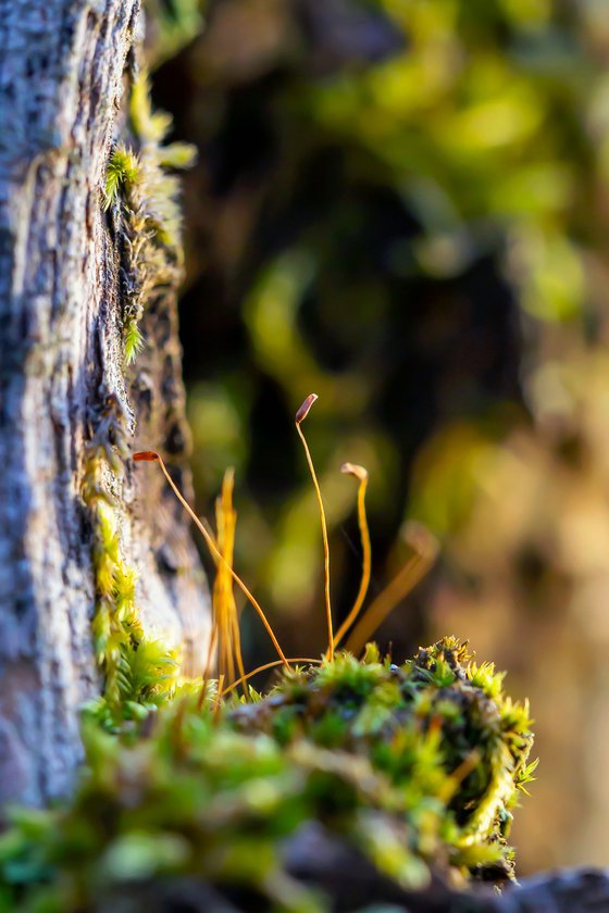 Forest's eye - matted