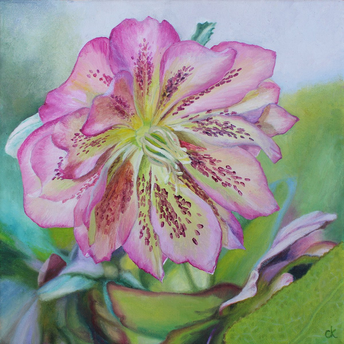 Spring Hellebore by Carole King