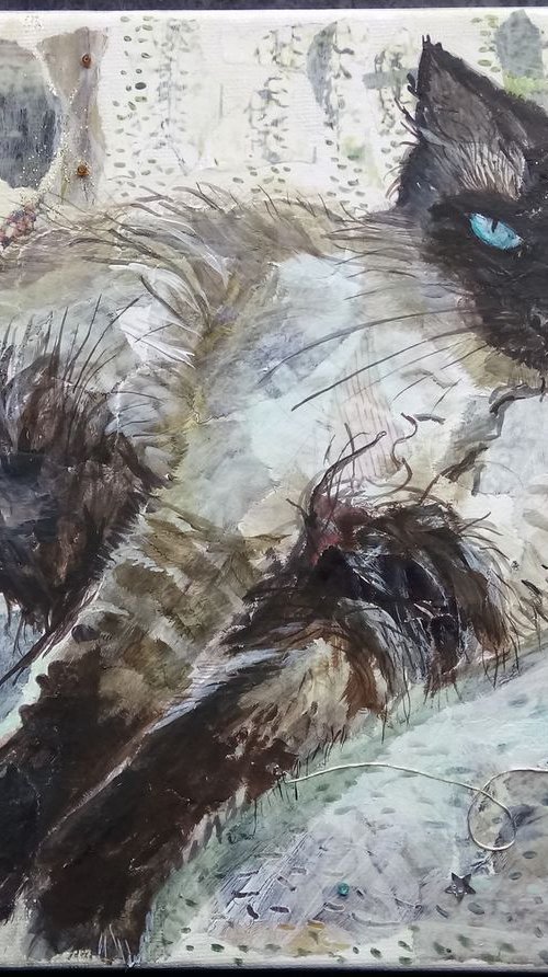 Cat flexing paws by Fiona Plaisted