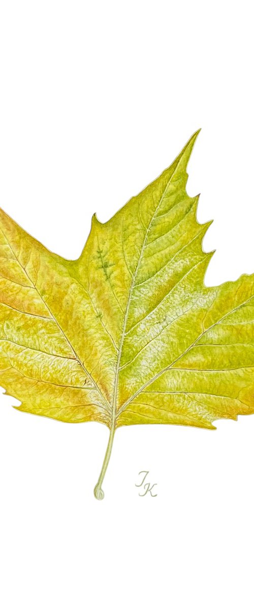 Plane tree leaf by Tetiana Kovalova