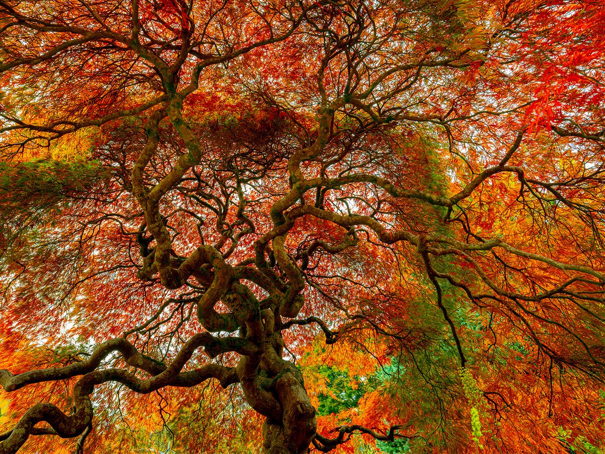 Photorealistic Botanical Photograph By Nick Psomiadis, 47 X 35", Kaede, Original Artwork