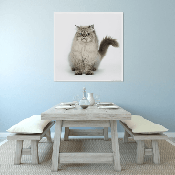 Grumpy Cat