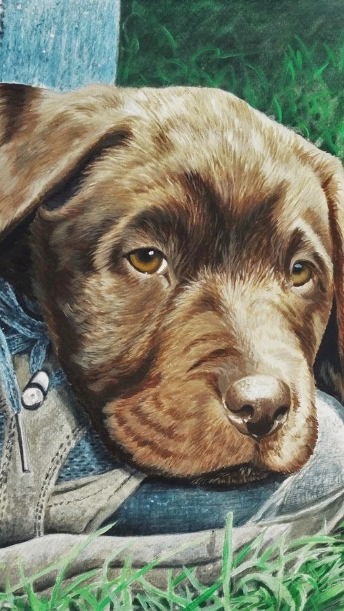 Chocolate Labrador puppy by Julian Wheat