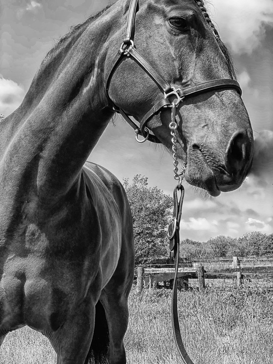 Das Pferd by Marc Ehrenbold