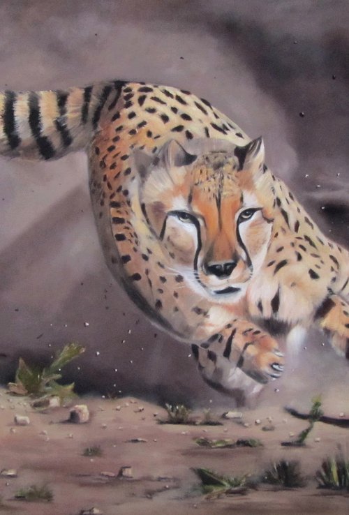 Cheetah on the hunt by Ira Whittaker