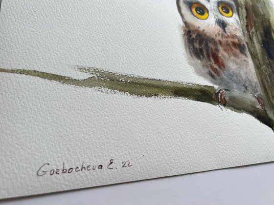 Little owl on a branch #10