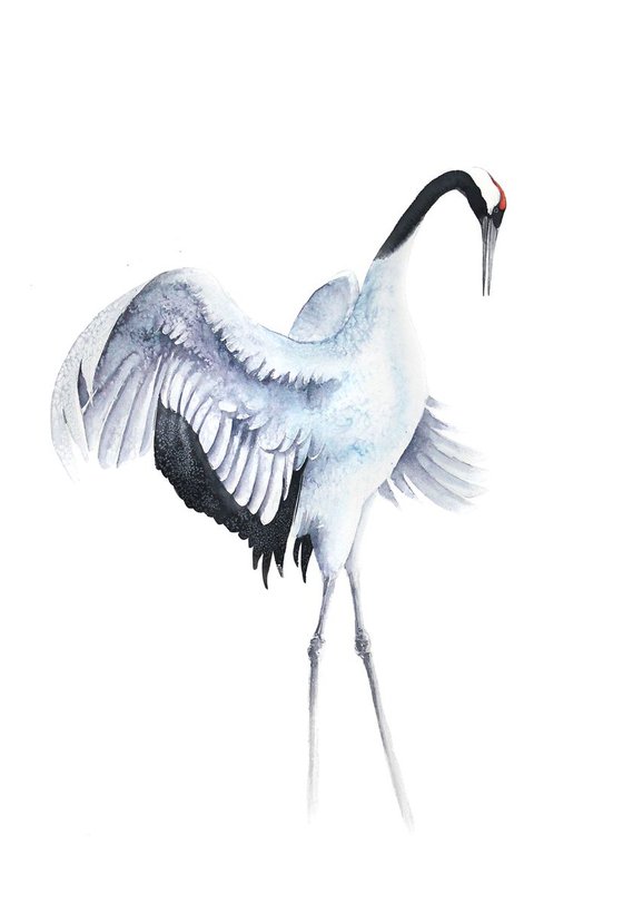RED CROWNED CRANE III, bird, birds, animals, wildlife watercolour painting