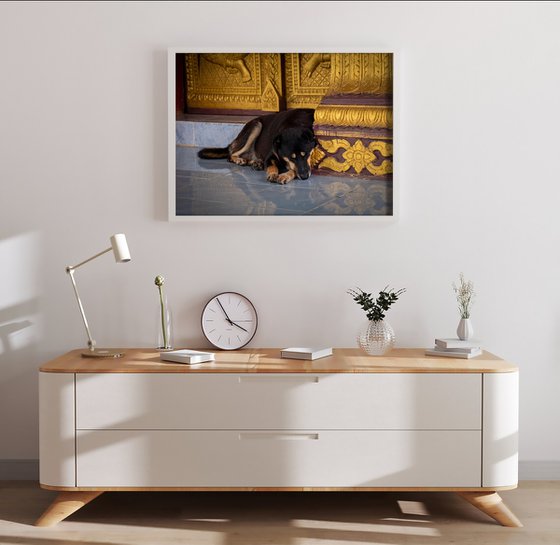 Temple Dogs of Laos No.5