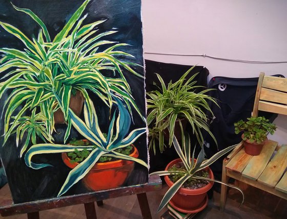 Plants