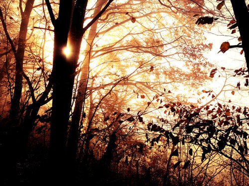 Sunrise in foggy forest - 60x80x4cm print on canvas 05079a1 READY to HANG by Kuebler