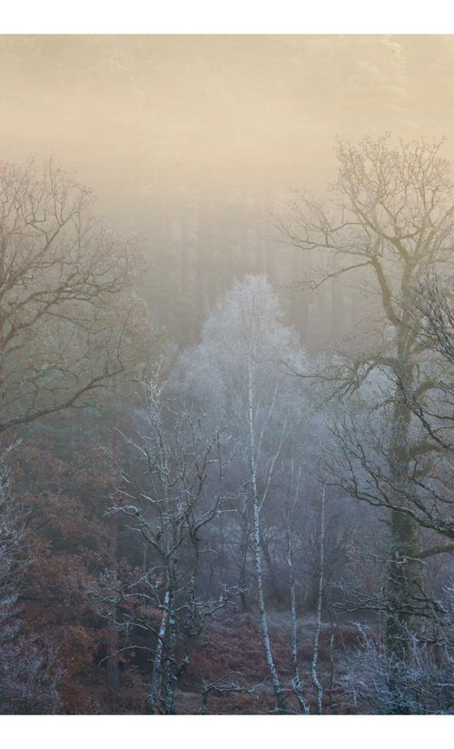 December Forest VII by David Baker