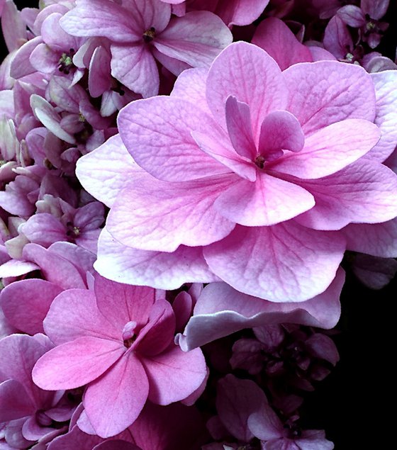 Pink Hydrangea